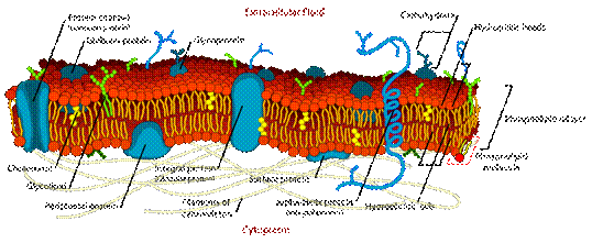 Cell_membrane.png